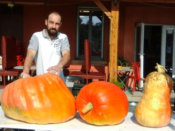 Les citrouilles
