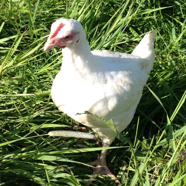 Le poulet du domaine de Pinay