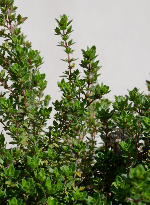 Plante aromatique du restaurant - Thym